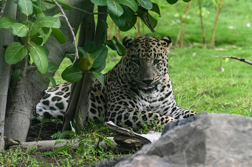 A striking leopard resting under lush foliage, showcasing its beauty and strength in a natural habitat.