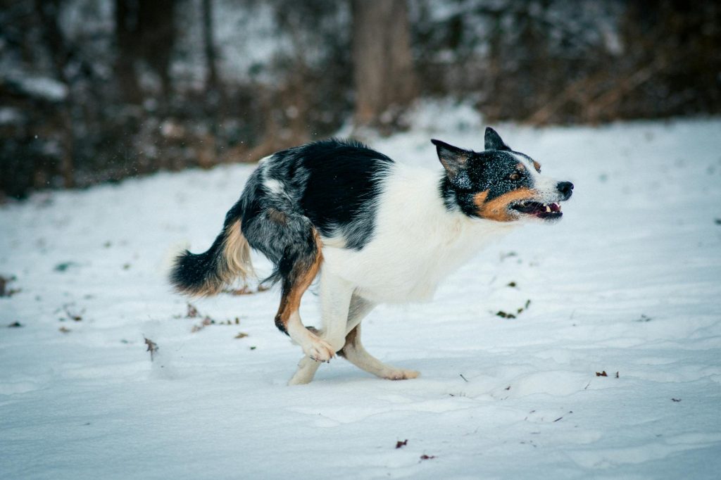A playful Border Collie energetically running in a snowy outdoor setting.