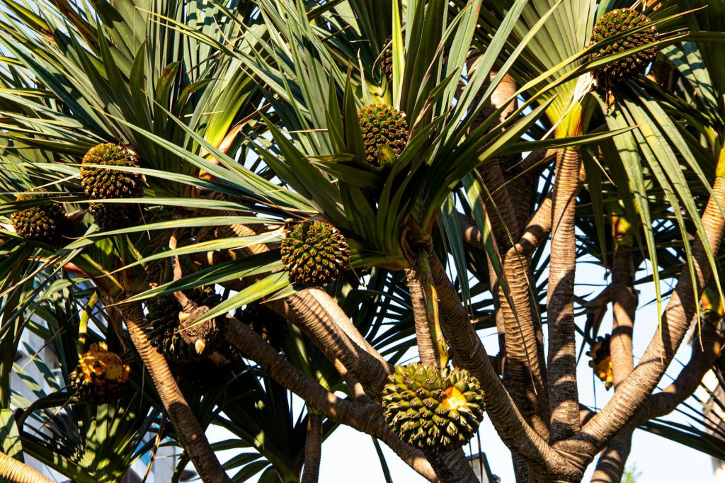 Close-up of a tropical Pandanus tree showcasing its exotic, spiky fruits.