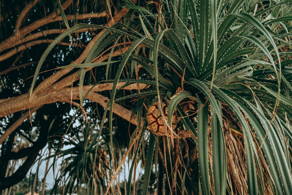 Close-up of vibrant Pandanus tree branches and fruit in natural daylight, Thailand.
