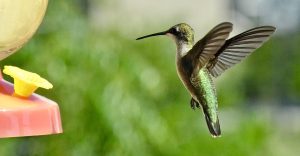 A vibrant hummingbird hovers near a feeder in daylight, showcasing its iridescent feathers.