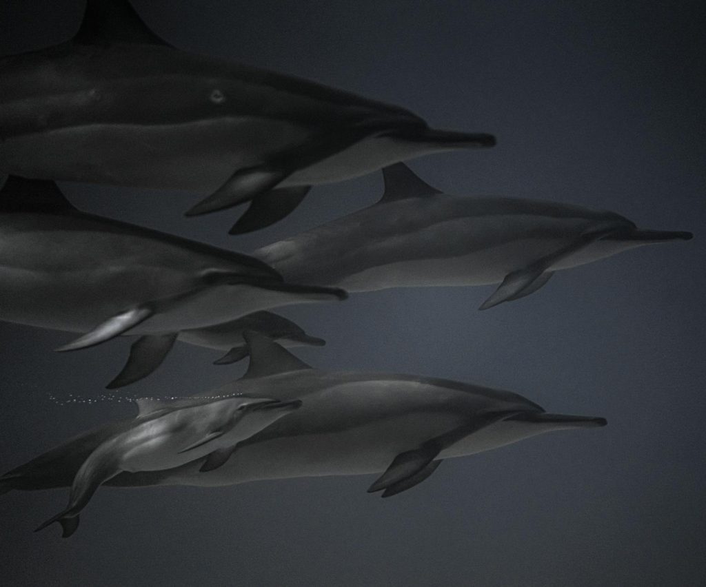 A captivating underwater scene of dolphins gracefully swimming in the ocean.