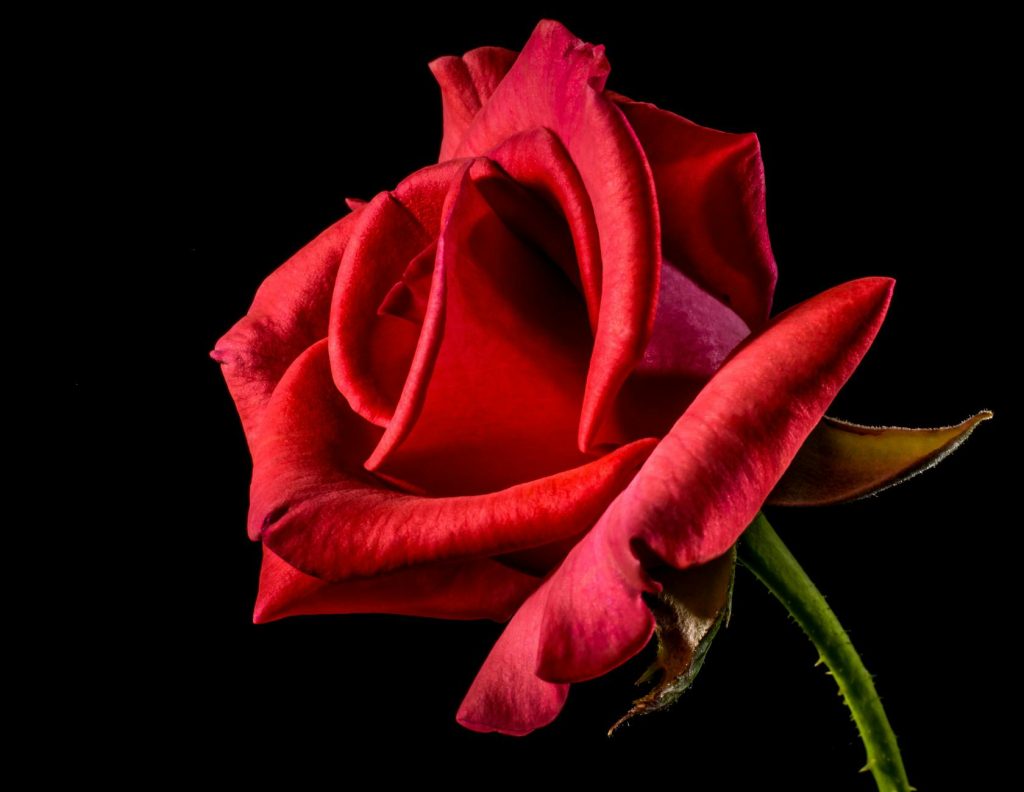A striking close-up shot of a red rose with vivid petals against a black backdrop.