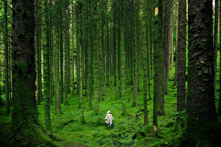 A solitary person walking in the lush, green forests of Inverness in the Scottish Highlands